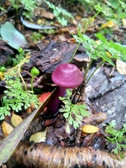 Cortinarius magellanicus
