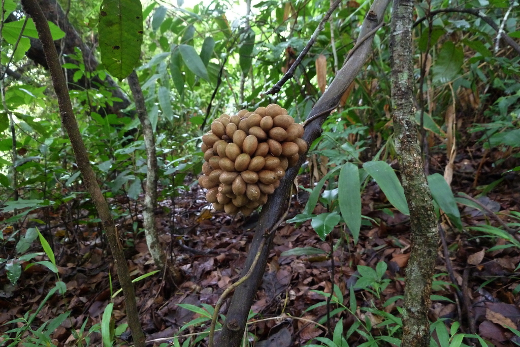 Triclisia sacleuxii