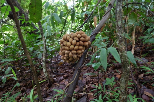 Triclisia sacleuxii