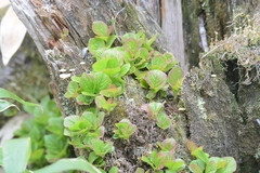 Vaccinium praestans