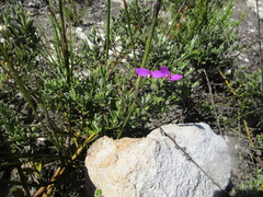 Polygala refracta