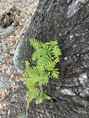 Pleopeltis michauxiana