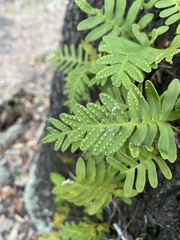 Pleopeltis michauxiana