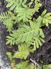 Pleopeltis michauxiana