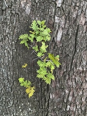 Pleopeltis michauxiana