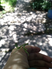 Parastagmatoptera