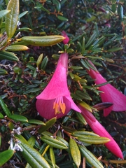 Philesia magellanica