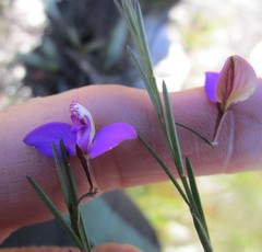 Polygala refracta