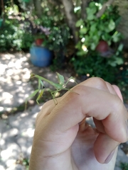 Parastagmatoptera