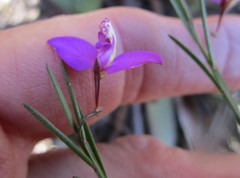 Polygala refracta