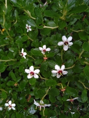 Escallonia serrata