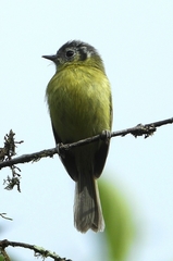 Pogonotriccus ophthalmicus