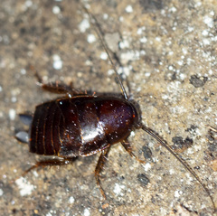 Parcoblatta virginica