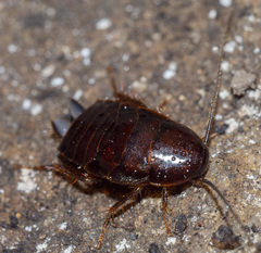 Parcoblatta virginica