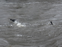 Fulica atra
