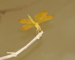Image of Perithemis electra