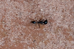 Labidus
