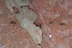 Labidus