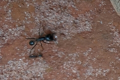 Labidus