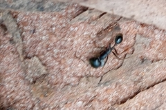 Labidus