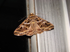 Metria angulata