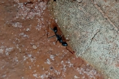 Labidus