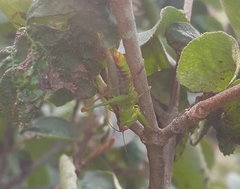 Orchelimum silvaticum