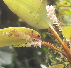 Stelis morganii