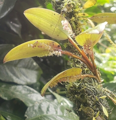 Stelis morganii