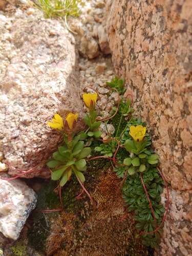 Saxifraga flagellaris ssp. crandallii