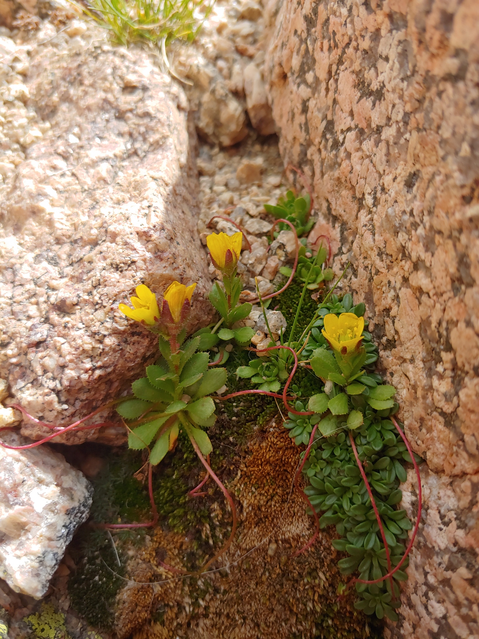 Saxifraga flagellaris ssp. crandallii