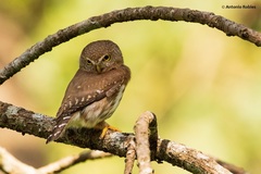 Glaucidium palmarum