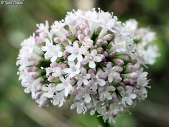 Valeriana italica