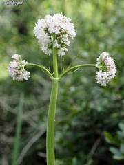 Valeriana italica
