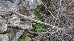 Aloysia gratissima