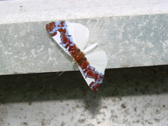 Image of Calicosama lilina