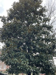 Magnolia grandiflora