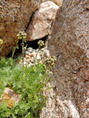 Artemisia scopulorum