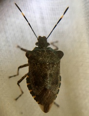 Troilus luridus