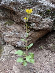 Senecio rapifolius