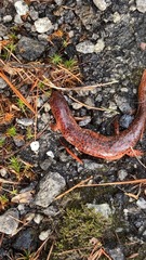 Pseudotriton ruber