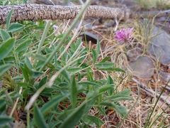 Trifolium attenuatum