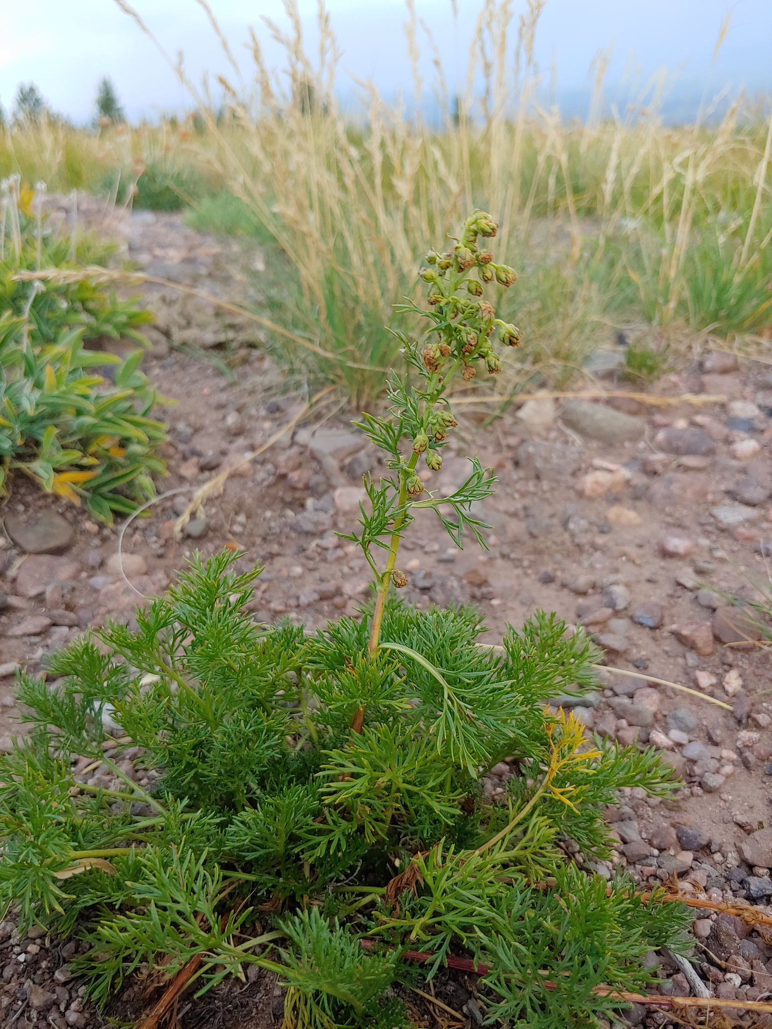 Artemisia laciniata ssp. parryi