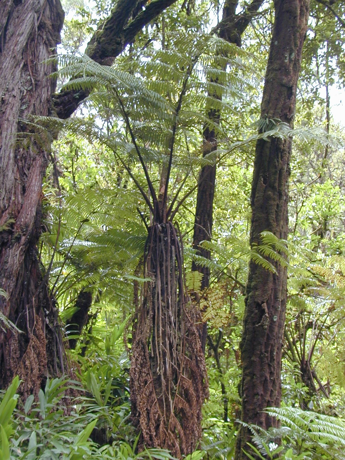 Cibotium
