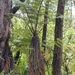 Cibotium - Photo (c) Forest and Kim Starr, μερικά δικαιώματα διατηρούνται (CC BY)