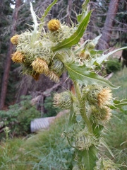 Cirsium parryi