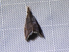 Microcausta bipunctalis