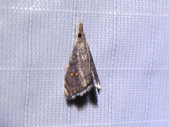 Microcausta bipunctalis