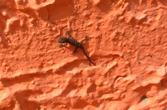 Gonatodes albogularis