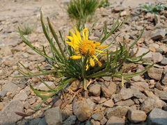 Hymenoxys brandegeei
